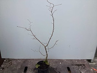 Assortiment diverse haagplanten - - haagbeuken - meidoorn (x200) - afbeelding 1 van  4