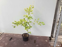 Assortiment diverse haagplanten - - haagbeuken - meidoorn (x200) - afbeelding 2 van  4