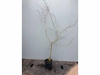 Assortiment diverse haagplanten - - haagbeuken - meidoorn (x200)