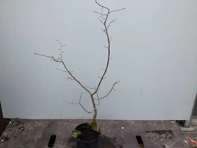 Assortiment diverse haagplanten - - haagbeuken - meidoorn (x200) - afbeelding 2 van  4
