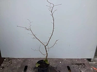 Assortiment diverse haagplanten - - haagbeuken - meidoorn (x200) - afbeelding 2 van  4