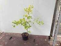 Assortiment diverse haagplanten - - haagbeuken - meidoorn (x200) - afbeelding 3 van  4