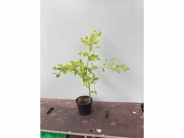 Assortiment diverse haagplanten - - haagbeuken - meidoorn (x200) - afbeelding 4 van  4