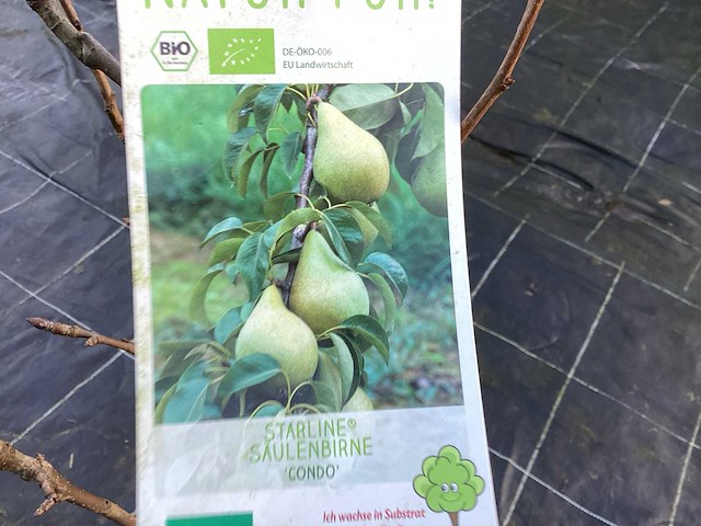 Assortiment fruitstammen - appel - kers- kers en pruimenstam (x24) - afbeelding 4 van  14