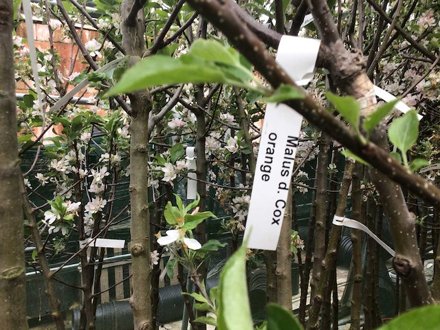 Assortiment fruitstammen - appel - kers- kers en pruimenstam (x24) - afbeelding 1 van  14