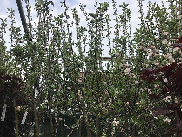 Assortiment fruitstammen - appel - kers- kers en pruimenstam (x24) - afbeelding 9 van  14