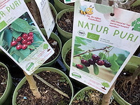 Assortiment fruitstammen - appel - kers- kers en pruimenstam (x24) - afbeelding 10 van  14