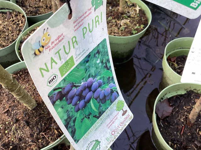 Assortiment fruitstammen - appel - kers- kers en pruimenstam (x24) - afbeelding 11 van  14