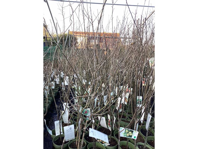 Assortiment fruitstammen - appel - kers- kers en pruimenstam (x24) - afbeelding 14 van  14