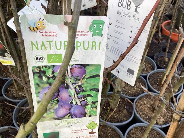 Assortiment fruitstammen - appel - kers- kers en pruimenstam (x24) - afbeelding 2 van  13