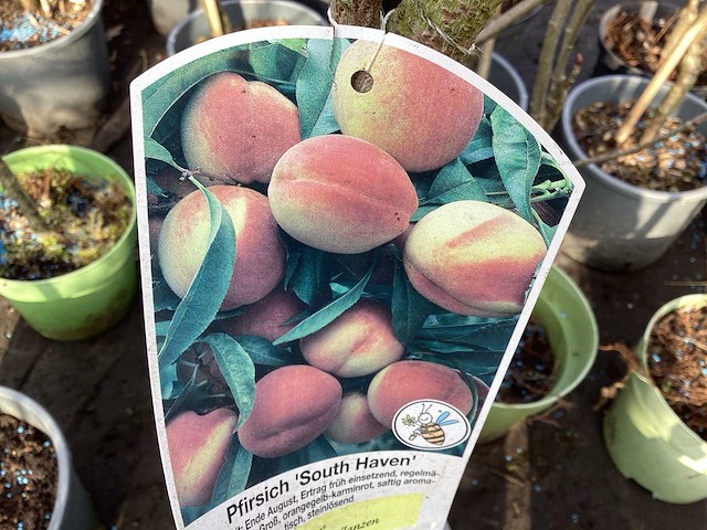 Assortiment fruitstammen - appel - kers- kers en pruimenstam (x24) - afbeelding 5 van  13