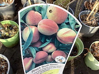 Assortiment fruitstammen - appel - kers- kers en pruimenstam (x24) - afbeelding 5 van  13