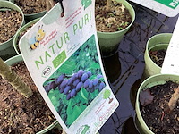 Assortiment fruitstammen - appel - kers- kers en pruimenstam (x24) - afbeelding 10 van  13