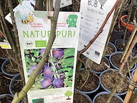Assortiment fruitstammen - appel - kers- kers en pruimenstam (x24) - afbeelding 2 van  14