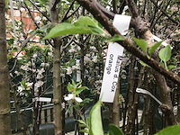 Assortiment fruitstammen - appel - kers- kers en pruimenstam (x24)