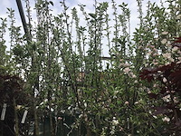 Assortiment fruitstammen - appel - kers- kers en pruimenstam (x24) - afbeelding 9 van  14