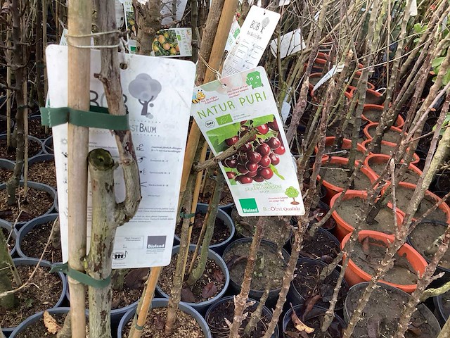 Assortiment fruitstammen - appel - kers- kers en pruimenstam (x24) - afbeelding 2 van  8