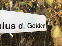 Assortiment fruitstammen - appel - kers- kers en pruimenstam (x24) - afbeelding 11 van  14