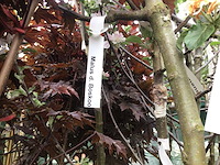 Assortiment fruitstammen - appel - kers- kers en pruimenstam (x24) - afbeelding 12 van  14
