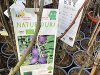 Assortiment fruitstammen - appel - kers- peren en pruimenstam (x24) - afbeelding 2 van  13