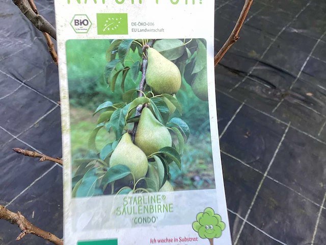 Assortiment fruitstammen - appel - kers- peren en pruimenstam (x24) - afbeelding 4 van  13