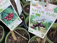 Assortiment fruitstammen - appel - kers- peren en pruimenstam (x24) - afbeelding 8 van  13