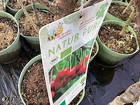 Assortiment fruitstammen - appel - kers- peren en pruimenstam (x24) - afbeelding 10 van  13