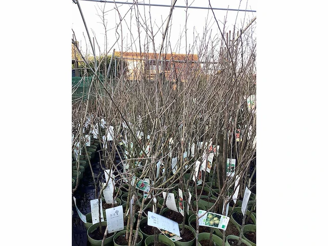 Assortiment fruitstammen - appel - kers- peren en pruimenstam (x24) - afbeelding 12 van  13