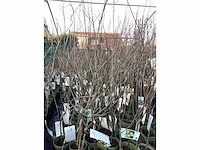 Assortiment fruitstammen - appel - kers- peren en pruimenstam (x24) - afbeelding 12 van  13