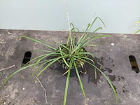 Assortiment grassen - pennesetum - carex - fetuca glauca - liriope (x200) - afbeelding 4 van  5