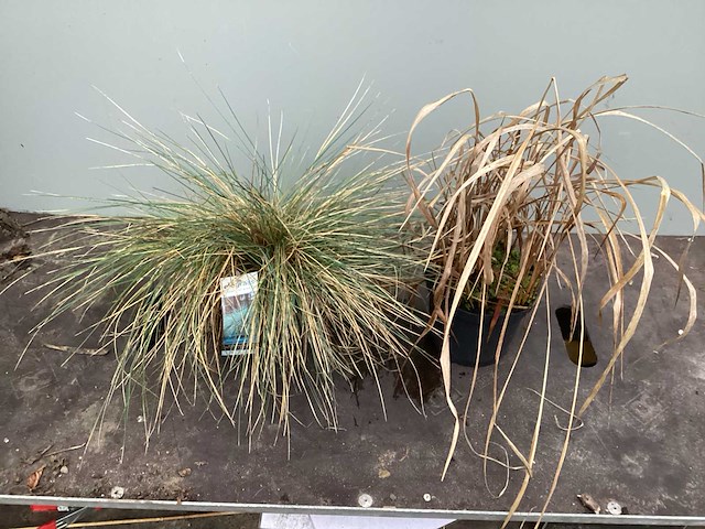 Assortiment grassen - pennesetum - carex - fetuca glauca - liriope (x200) - afbeelding 1 van  5