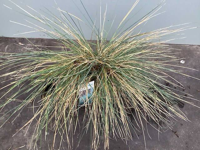 Assortiment grassen - pennesetum - carex - fetuca glauca - liriope (x200) - afbeelding 2 van  5