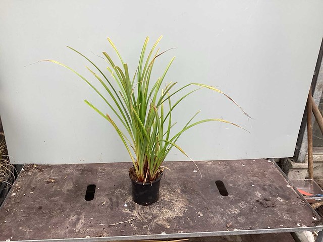 Assortiment grassen - pennesetum - carex - fetuca glauca - liriope (x200) - afbeelding 4 van  5