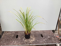Assortiment grassen - pennesetum - carex - fetuca glauca - liriope (x200) - afbeelding 4 van  5