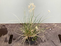 Assortiment grassen - pennesetum - carex - fetuca glauca - liriope (x200) - afbeelding 1 van  5