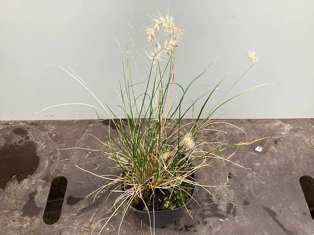 Assortiment grassen - pennesetum - carex - fetuca glauca - liriope (x200) - afbeelding 1 van  5
