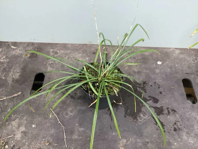 Assortiment grassen - pennesetum - carex - fetuca glauca - liriope (x200) - afbeelding 4 van  5