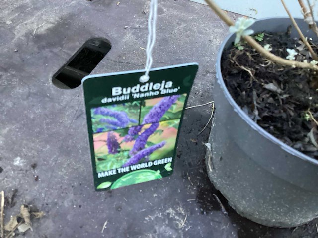 Assortiment haagplanten en struiken - krenten - crosnus rood & geel - cariopteris - vlinderstruiken (x40) - afbeelding 2 van  13