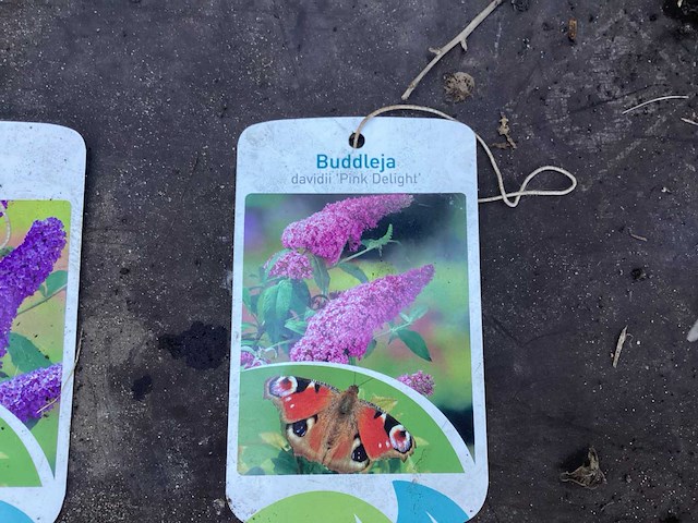 Assortiment haagplanten en struiken - krenten - crosnus rood & geel - cariopteris - vlinderstruiken (x40) - afbeelding 4 van  13