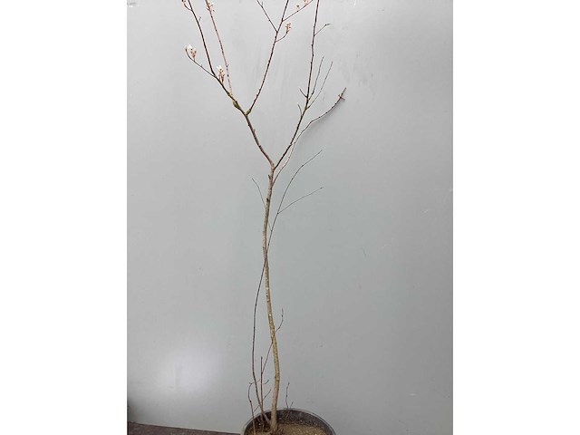 Assortiment haagplanten en struiken - krenten - crosnus rood & geel - cariopteris - vlinderstruiken (x40) - afbeelding 6 van  13