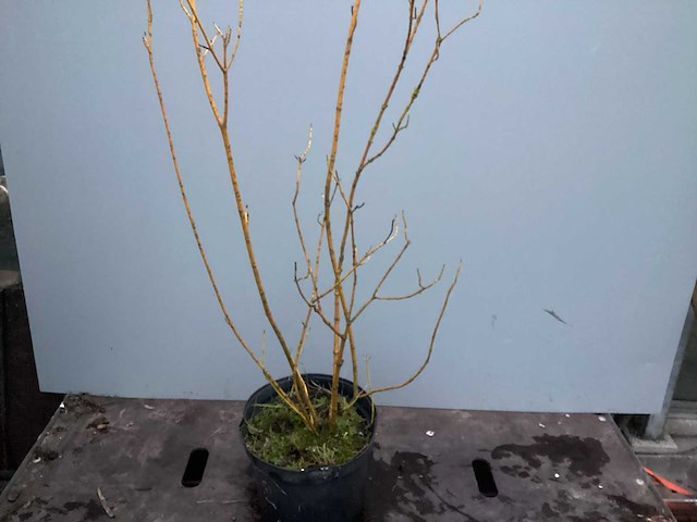 Assortiment haagplanten en struiken - krenten - crosnus rood & geel - cariopteris - vlinderstruiken (x40) - afbeelding 8 van  13