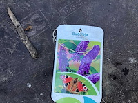 Assortiment haagplanten en struiken - krenten - crosnus rood & geel - cariopteris - vlinderstruiken (x40) - afbeelding 3 van  13