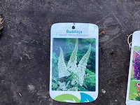 Assortiment haagplanten en struiken - krenten - crosnus rood & geel - cariopteris - vlinderstruiken (x40) - afbeelding 5 van  13