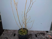 Assortiment haagplanten en struiken - krenten - crosnus rood & geel - cariopteris - vlinderstruiken (x40) - afbeelding 7 van  13