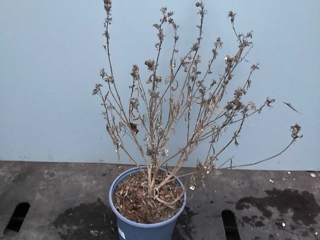 Assortiment haagplanten en struiken - krenten - crosnus rood & geel - cariopteris - vlinderstruiken (x40) - afbeelding 13 van  13