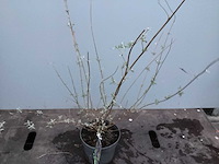 Assortiment haagplanten en struiken - krenten - crosnus rood & geel - cariopteris - vlinderstruiken (x40) - afbeelding 9 van  13