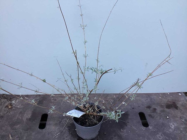Assortiment haagplanten en struiken - krenten - crosnus rood & geel - cariopteris - vlinderstruiken (x40) - afbeelding 10 van  13