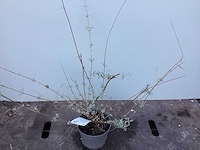 Assortiment haagplanten en struiken - krenten - crosnus rood & geel - cariopteris - vlinderstruiken (x40) - afbeelding 10 van  13