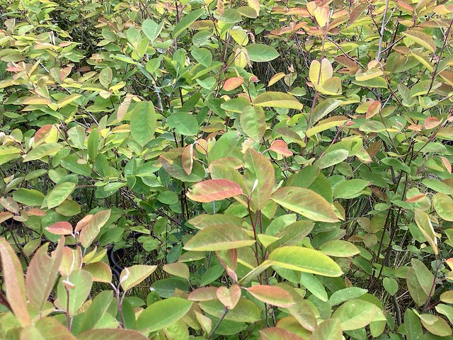 Assortiment haagplanten en struiken - krenten - crosnus rood & geel - cariopteris - vlinderstruiken (x40) - afbeelding 12 van  13