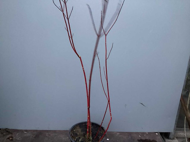 Assortiment haagplanten en struiken - krenten - crosnus rood & geel - cariopteris - vlinderstruiken (x40) - afbeelding 11 van  13